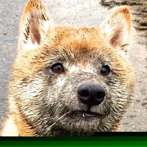 德甲球队研究高强度比赛中体能衰减与失误率关系，体能衰竭是什么意思